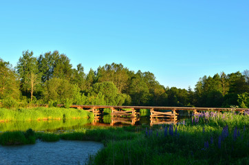 A wooden bridge of tree logs lies across a small river inside a wooded area among green nature. The "Bobr" River in the Republic of Belarus. Evening sunset on a small river in the forest