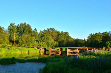 A wooden bridge of tree logs lies across a small river inside a wooded area among green nature. The "Bobr" River in the Republic of Belarus. Evening sunset on a small river in the forest © MaxSafaniuk