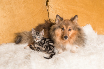 Cute adult shetland sheepdog lying down on a couch  together with a tabby kitten both looking at...