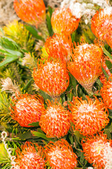 Beautiful orange protea flowers background