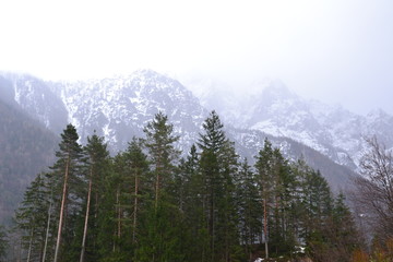 Landschaft Wald Wasser Natur