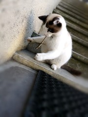 félin - chat jouant avec un lézard