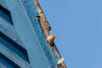 Spatz Sperling Sparrow