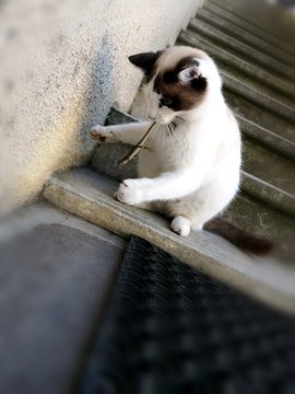 5 8 Best Lezard Images Stock Photos Vectors Adobe Stock