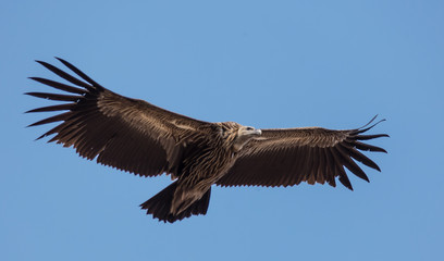 Obraz premium Himalayan griffon vulture (Gyps himalayensis) flying in sky.