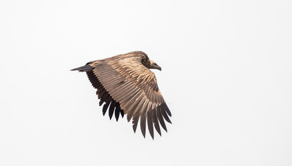 Himalayan griffon vulture (Gyps himalayensis) flying in white background.