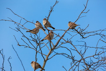 Spatz Sperling Sparrow