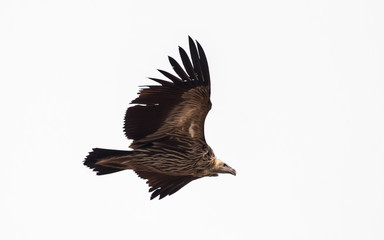 Himalayan griffon vulture (Gyps himalayensis) flying in white background.