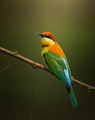 Chestnut-headed Bee-eater (Merops leschenaulti) on branch tree.