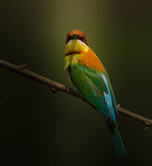 Chestnut-headed Bee-eater (Merops leschenaulti) on branch tree.
