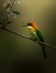 Chestnut-headed Bee-eater (Merops leschenaulti) on branch tree.