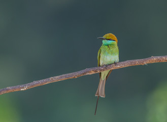  Little Green bee-eater (Merops orientalis) on branch tree.