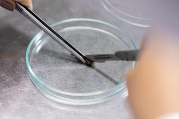 Plant tissue culture techniques in laboratory.