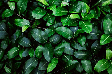 Tropical fresh green leaves pattern as textured and background, Natural leaves background for wallpaper