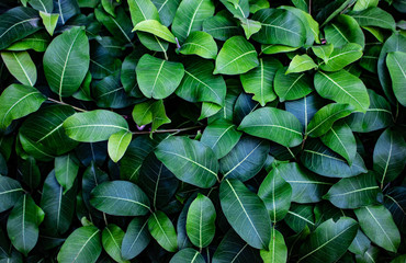 Naklejka na ściany i meble Tropical fresh green leaves pattern as textured and background, Natural leaves background for wallpaper