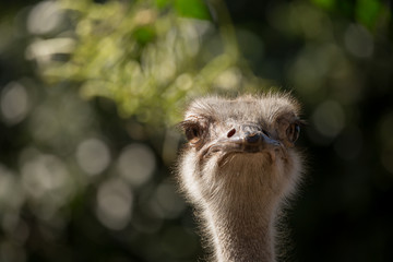 Ostrich( Struthio camelus) closeup shot.
