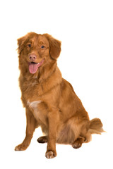 Sitting nova scotia duck tolling retriever looking at the camera isolated on a white background