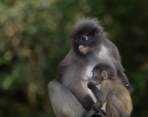 Dusky Langur (Trachypithecus obscurus) Female and baby.