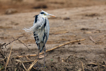 The grey heron (Ardea cinerea) sitting on the shore of the african river. Grey heron standing in...