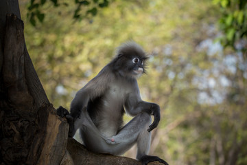 Dusky Langur (Trachypithecus obscurus) Being in the tree is the sex of the adult.