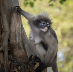 Dusky Langur (Trachypithecus obscurus) Being in the tree is the sex of the adult.