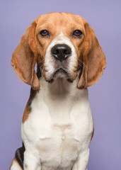 Portrait of a beagle looking at the camera on a purple background in a vertical image
