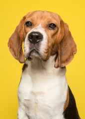 Portrait of a beagle on a yellow background