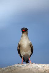The rock pratincole (Glareola nuchalis) sitting on the rock. African praticole with blue background.