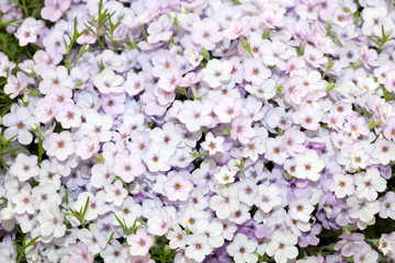 Phlox douglasii purple flowers background