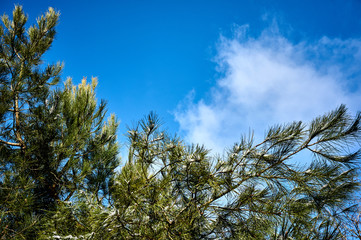 Obraz premium Pitsunda pine branch with long green needles and brown cones slightly covered with snow against a blue sky with white clouds. Selective focus. The branch of a pine is directed vertically upwards.