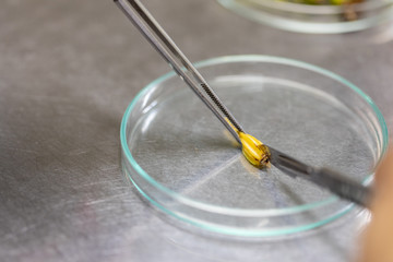 Plant tissue culture techniques in laboratory.