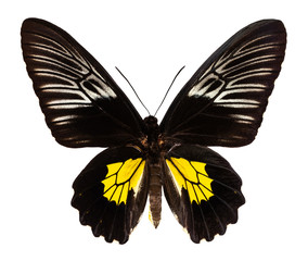 Color butterfly, isolated on white background with clipping path, troides oblongomaculatus