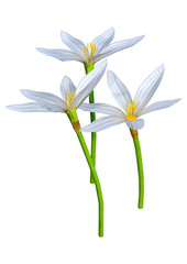 3D Rendering Zephyranthes Flowers on White