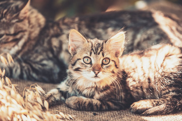 Two cats lying outdoors in the summer. Little kitty lying near the cat mom