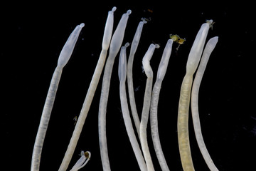 The study of Acanthocephala is a phylum of parasitic worms known as acanthocephalans, thorny-headed...