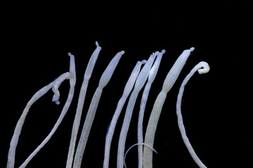 The study of Acanthocephala is a phylum of parasitic worms known as acanthocephalans, thorny-headed...