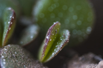 drops of dew on green leaf