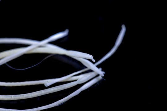 The study of Acanthocephala is a phylum of parasitic worms known as acanthocephalans, thorny-headed worms or spiny-headed worms in laboratory.