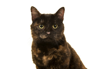 Portrait of a tortoiseshell cat looking at the camera isolated on a white background