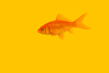 Single orange goldfish swimming on a yellow background
