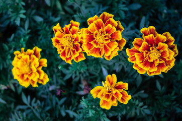 French Marigold flowers (Tagetes Patula L.) are blossoming on tree in flowers garden