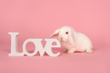 Young cute white rabbit seen from the side with letters love on a pink background