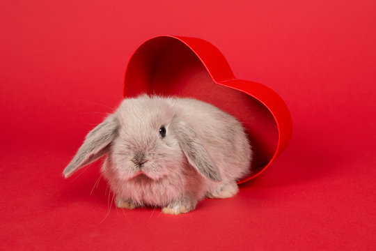 Cute young grey rabbit in a red heart shaped box on a red background