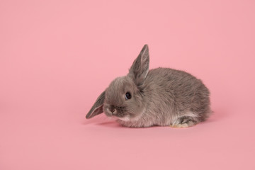 Cute young grey rabbit on a pink background