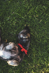 Happy cute mixed-breed dog playing on grass