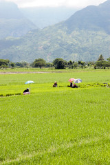 manual labour in the Philippine fields