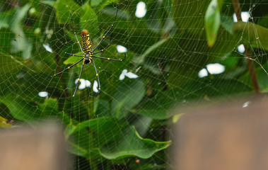 Nephila Maculata, Gaint Long-jawed Orb-weaver waiting for catching prey is on the nest.