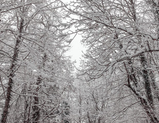 Snowy crowns of trees and interlacing of branches