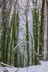Winter forest combines snow and green leaves