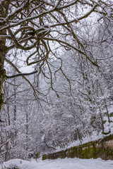 Snowy crowns of trees and interlacing of branches